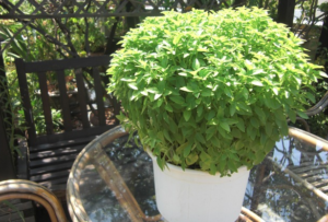 vasilikos-basilikos-futa-tuxera-fita-spitikes-luseis-eisaimonadikigr